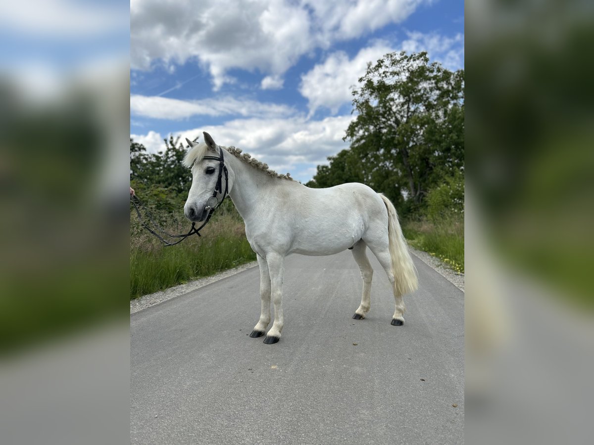 Welsh B Mix Gelding 14 years 11,2 hh Gray in Aldersbach