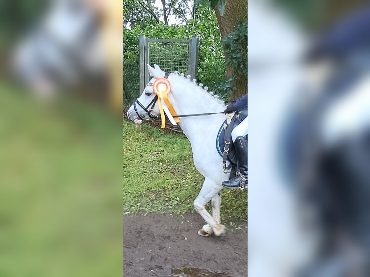 Welsh B Gelding 14 years 12,1 hh Gray-Dapple in Hattstedt