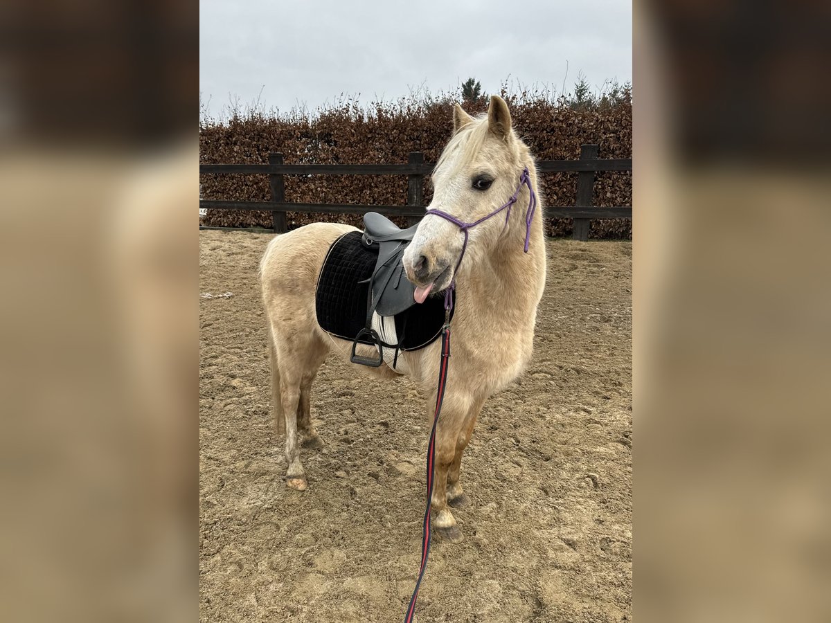 Welsh B Gelding 14 years 12,2 hh Palomino in Daleiden