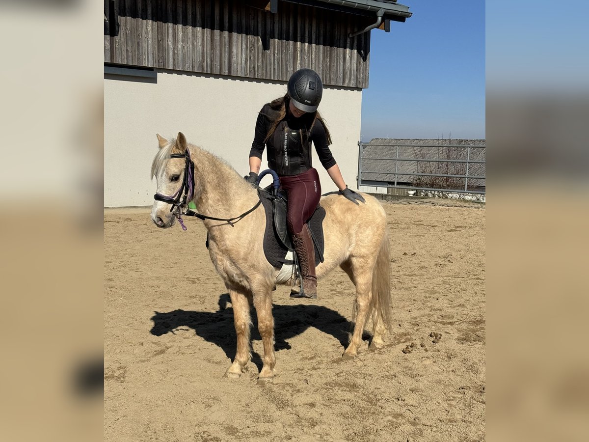 Welsh B Gelding 14 years 12,2 hh Palomino in Daleiden