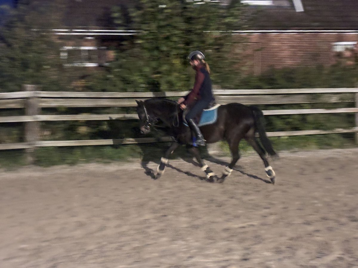 Welsh B Gelding 14 years 13,2 hh Bay-Dark in Rosengarten