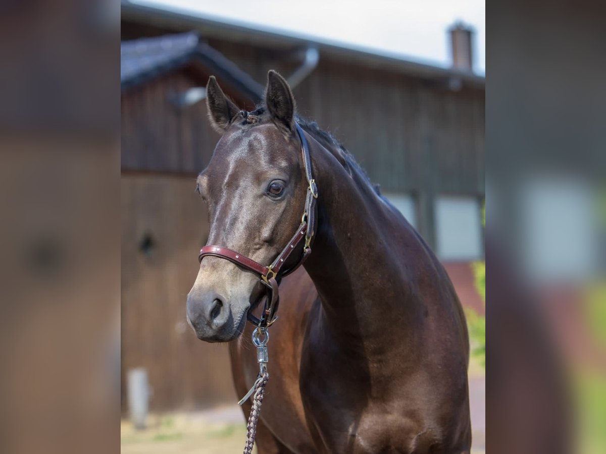 Welsh B Gelding 14 years 13,2 hh Bay-Dark in Rosengarten