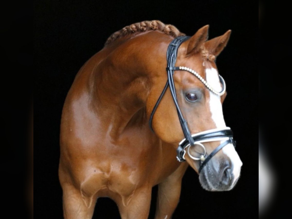 Welsh B Gelding 14 years 14,1 hh Chestnut-Red in Westoverledingen