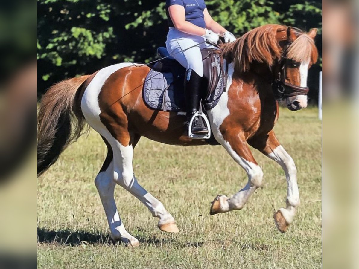 Welsh B Gelding 15 years 12,2 hh Pinto in Hendrik-Ido-Ambacht