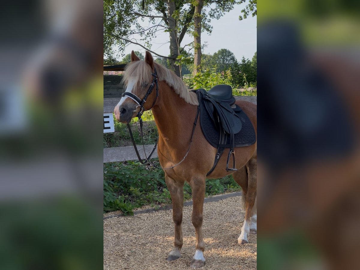 Welsh B Gelding 15 years 13,2 hh Chestnut-Red in Grande