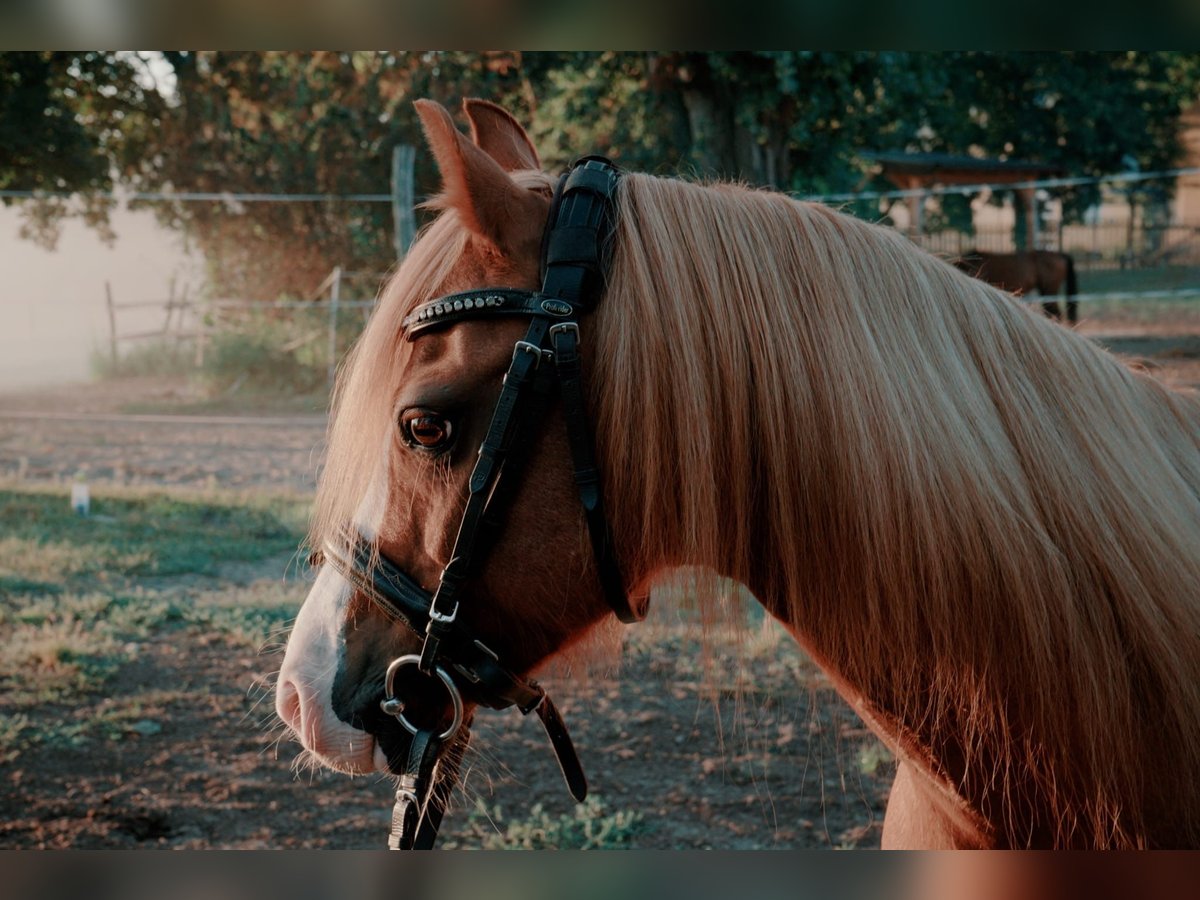 Welsh B Mix Gelding 17 years 12 hh Chestnut-Red in Leest