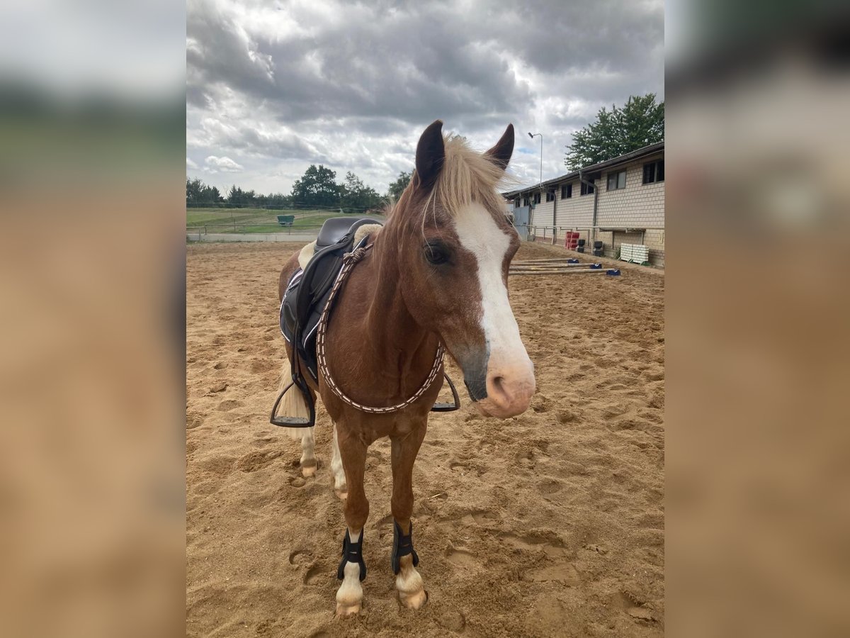 Welsh B Gelding 17 years 13,1 hh in Grimma