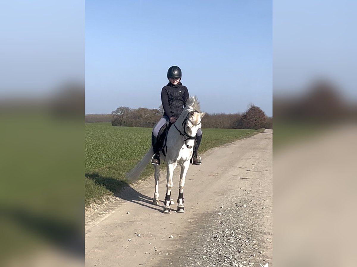 Welsh B Gelding 19 years 12,2 hh Grey in Sehestedt