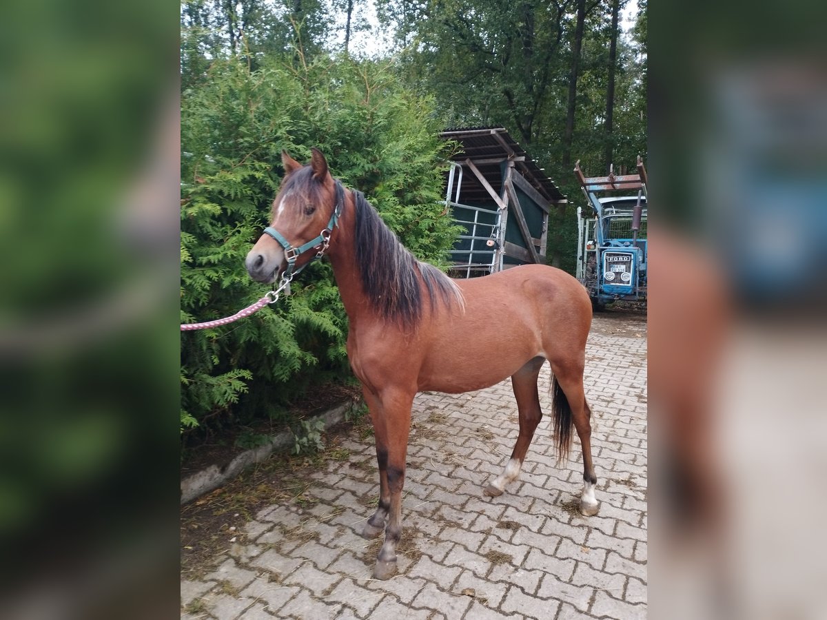 Welsh B Gelding 1 year 11,2 hh Brown in Bamberg