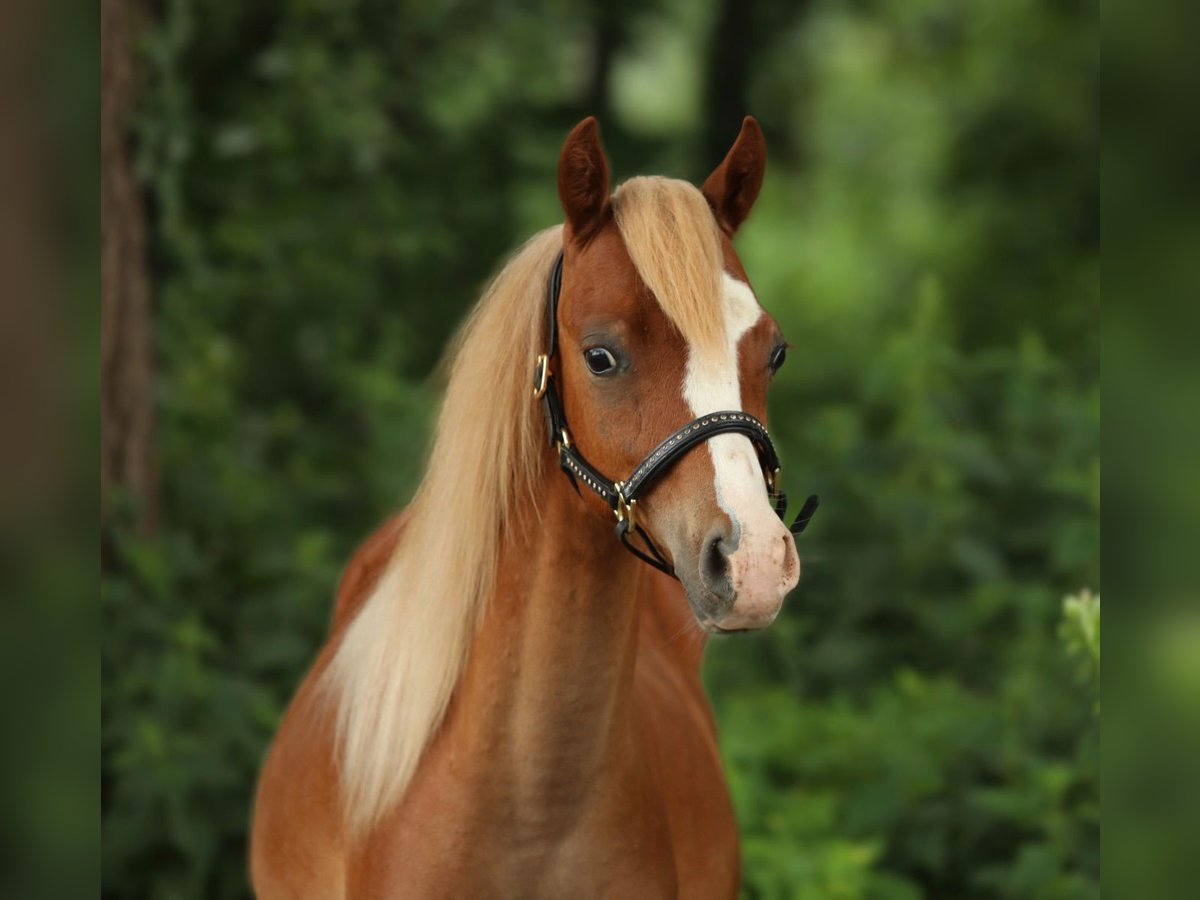 Welsh B Gelding 1 year 12,1 hh Chestnut-Red in Aalten