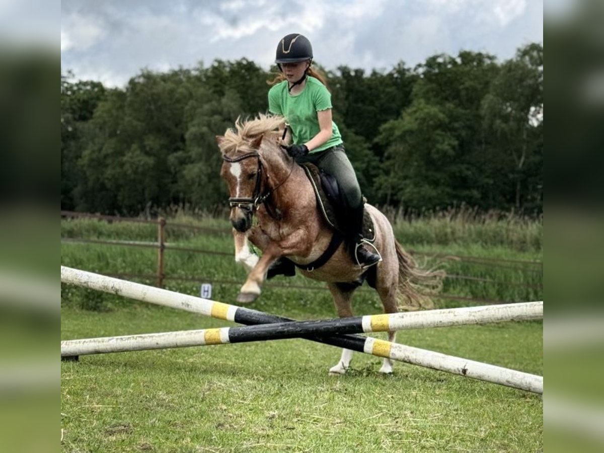 Welsh B Gelding 21 years 11,2 hh in Ospel