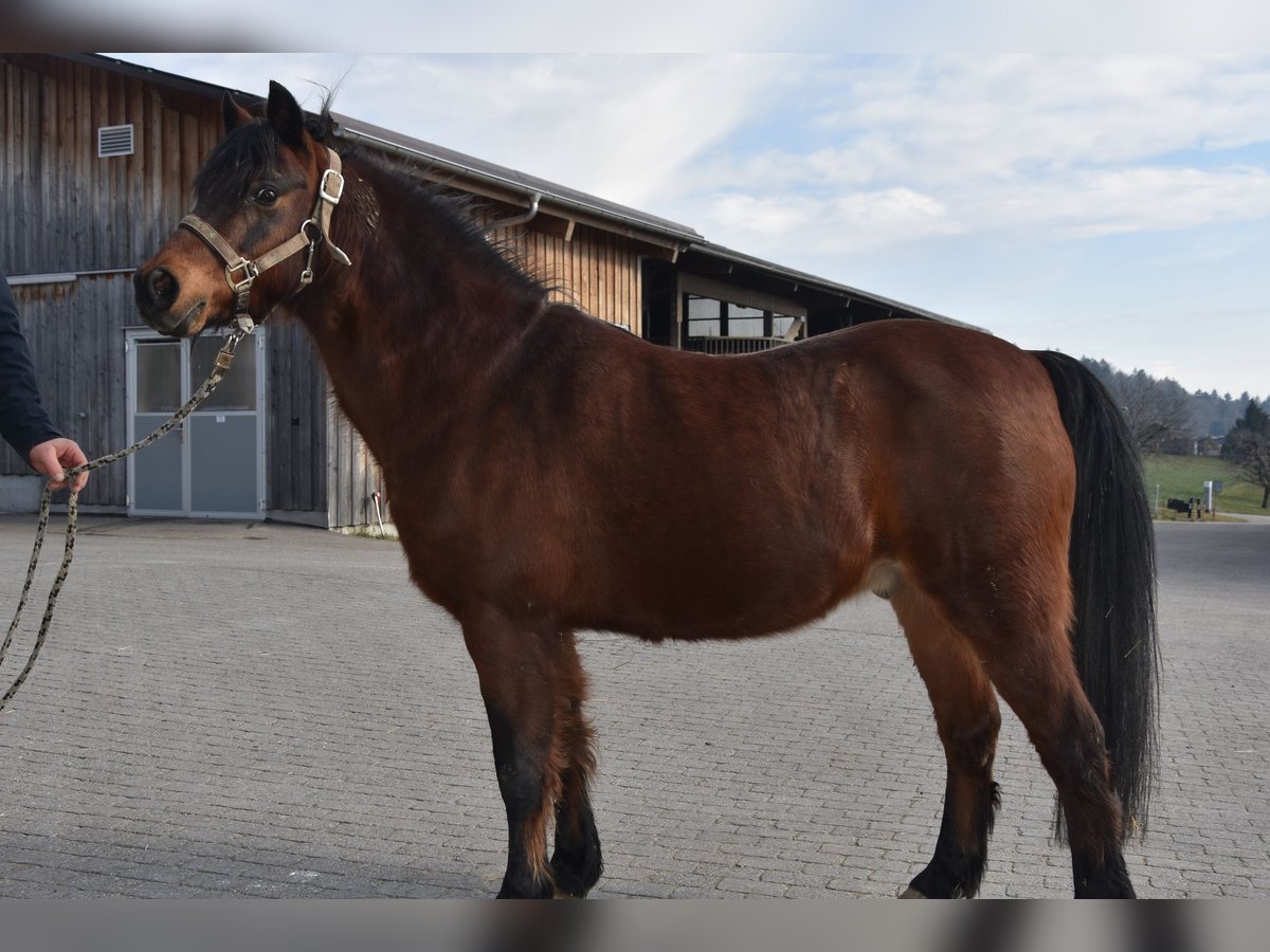 Welsh B Gelding 25 years 12,2 hh Brown in B&#xE4;tterkinden