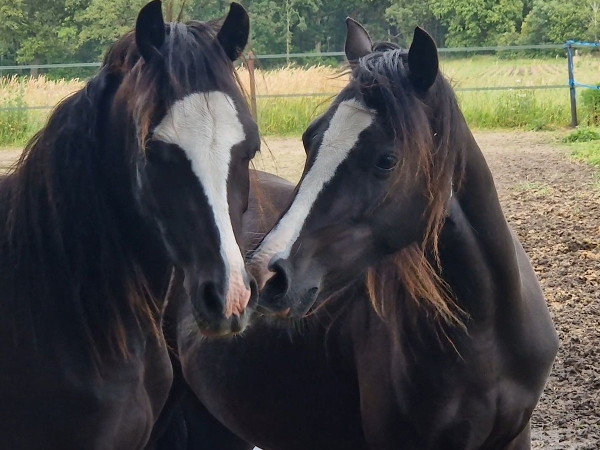 Welsh B Gelding 2 years 12,1 hh Black in Gilze