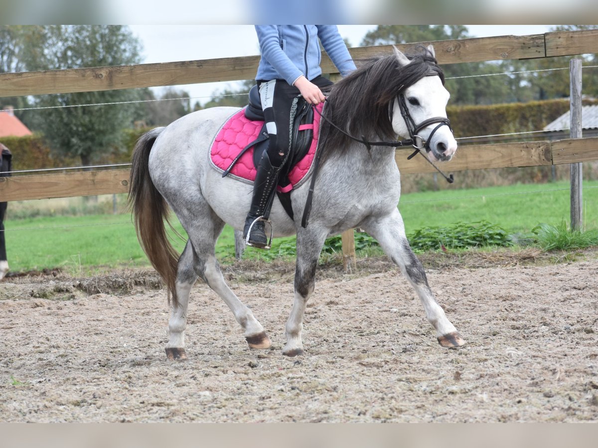 Welsh B Gelding 3 years 11,2 hh Grey in Achtmaal