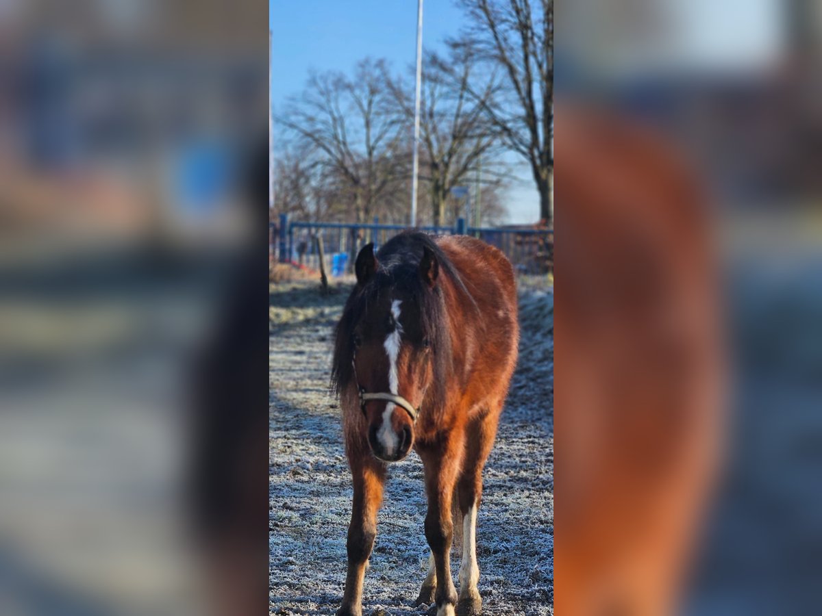 Welsh B Gelding 3 years 12,1 hh Brown in Niederzier