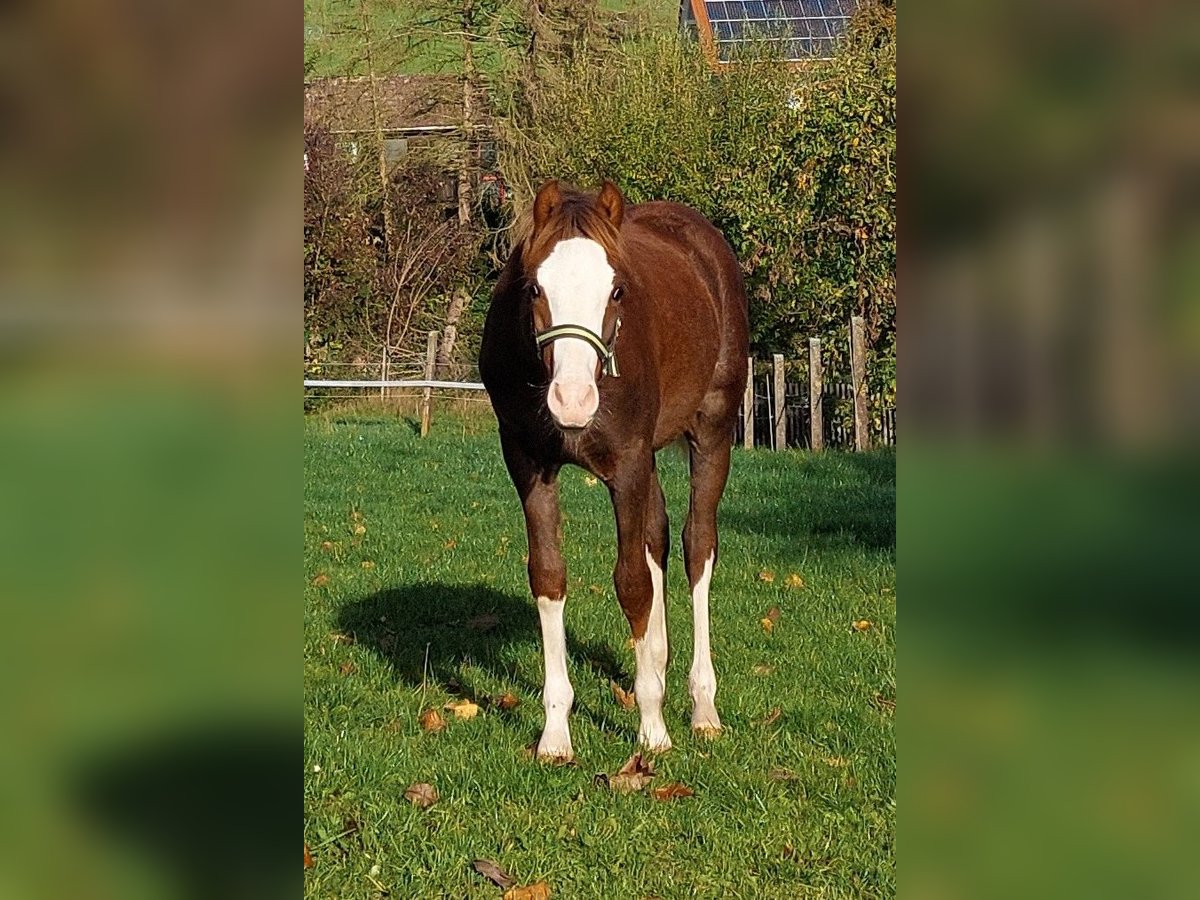 Welsh B Gelding 3 years 12,2 hh Chestnut-Red in Landolfshausen OT Mackenrode