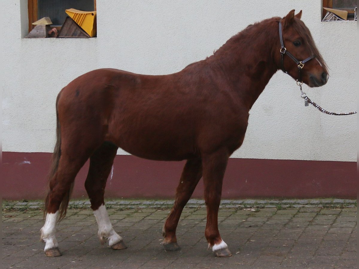 Welsh B Gelding 3 years 12,2 hh Chestnut-Red in Dischingen
