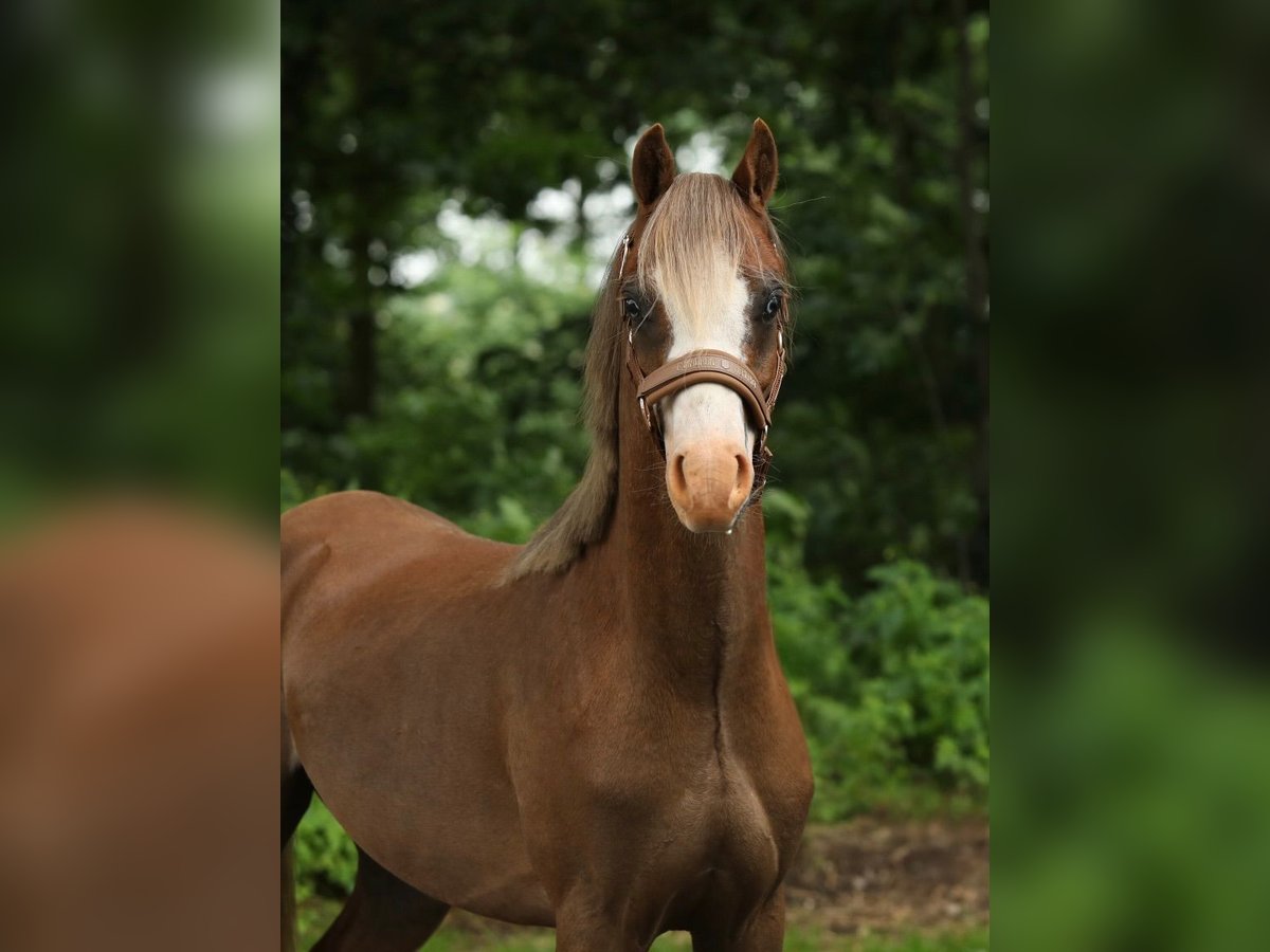 Welsh B Gelding 3 years 12,2 hh Chestnut-Red in Aalten