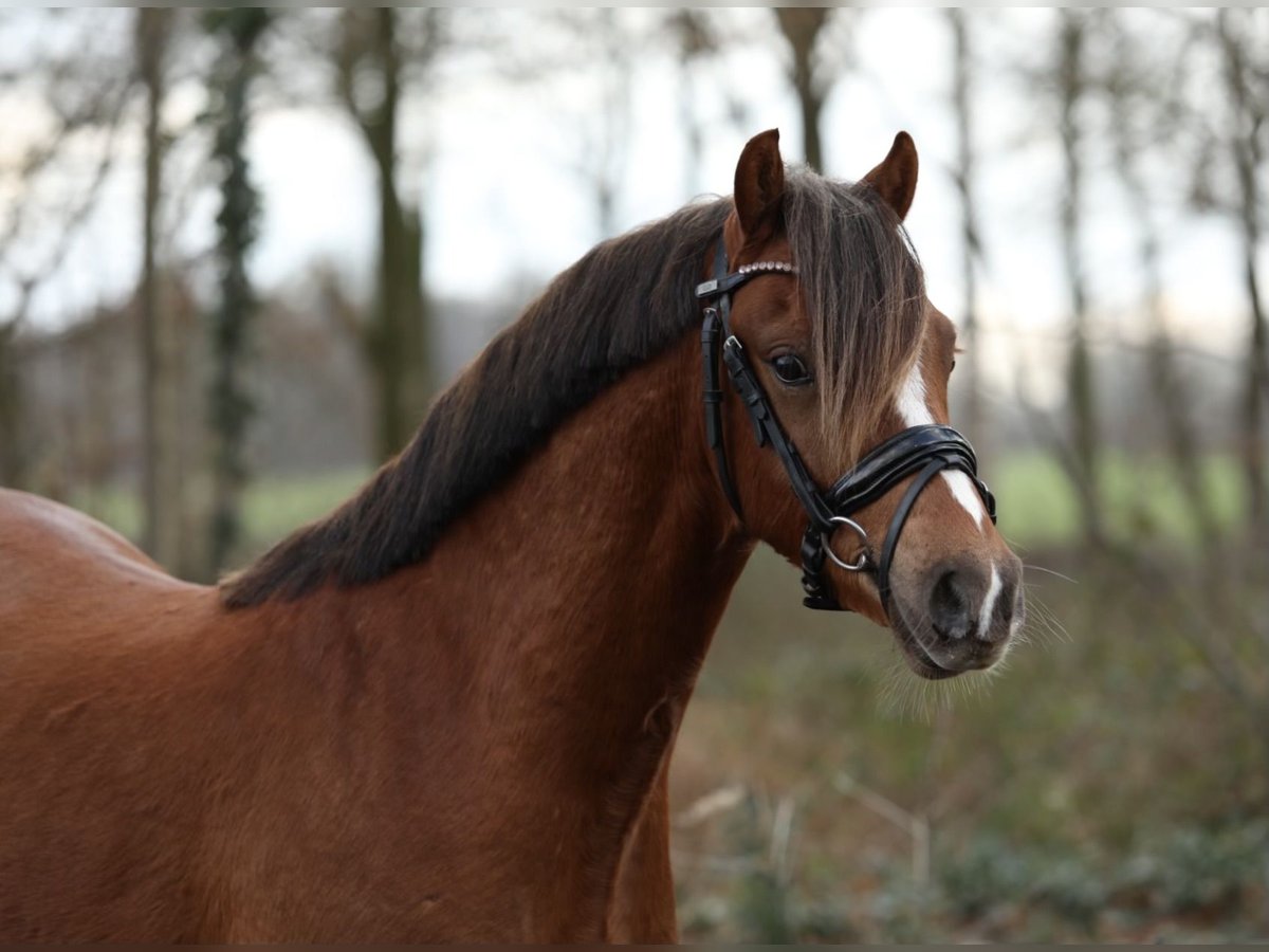 Welsh B Gelding 3 years 13,1 hh in Aalten