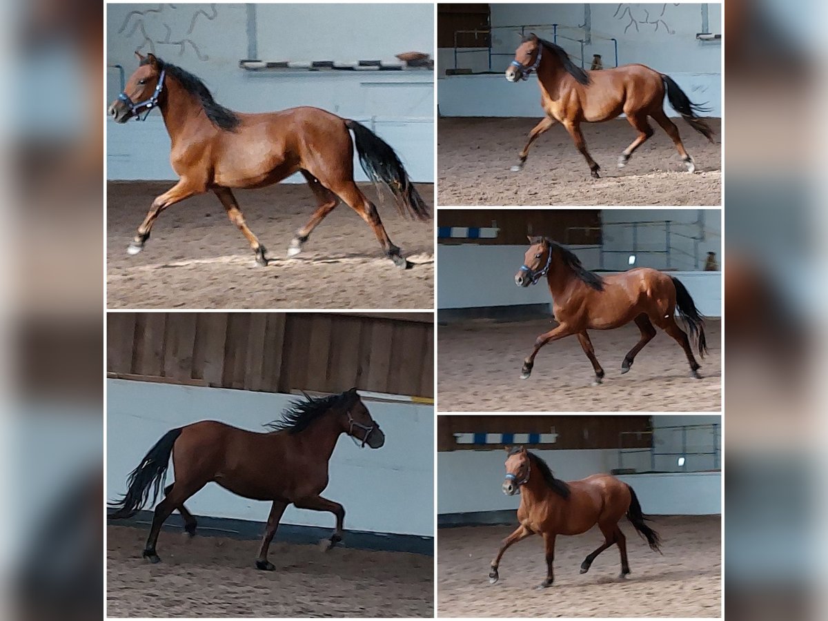 Welsh B Gelding 3 years 13,1 hh Brown in Ebersbach an der Fils