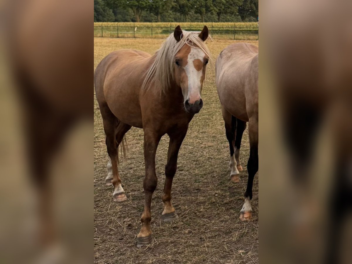 Welsh B Gelding 3 years 13,1 hh Palomino in De Mortel