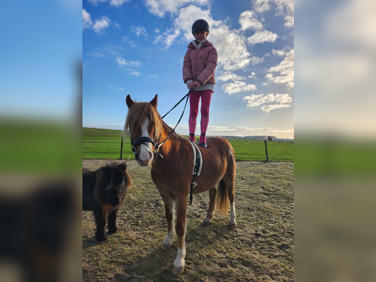 Welsh B Gelding 4 years 12,1 hh Chestnut-Red in Andijk