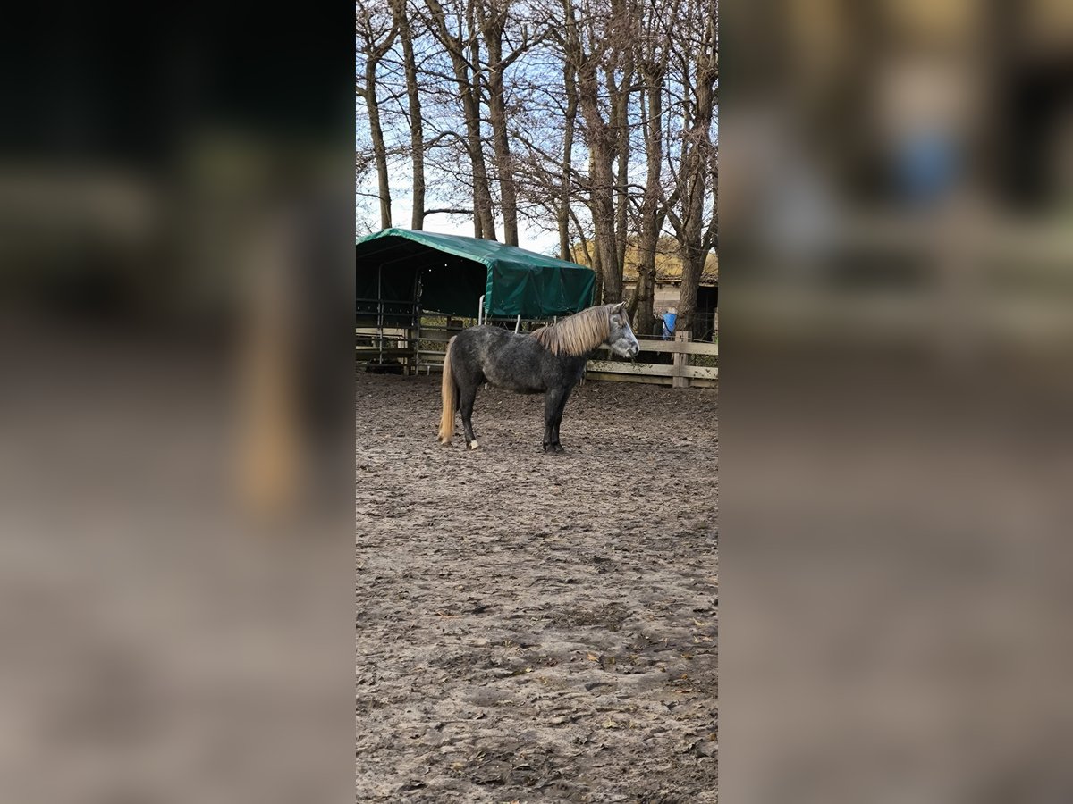 Welsh B Mix Gelding 4 years 12,1 hh in Emden