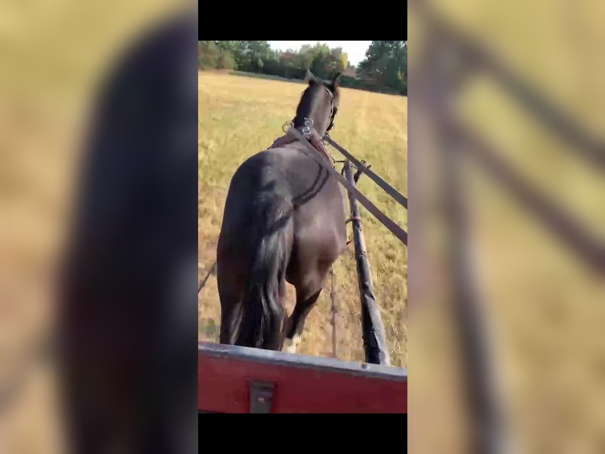 Welsh B Gelding 4 years 12,2 hh Black in Tass