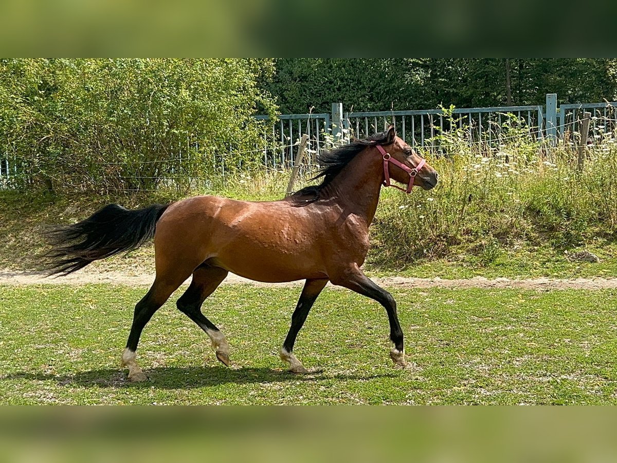 Welsh B Gelding 4 years 12,2 hh Brown in Niederzier Welsh B Gelding 4 years 12,2 hh Brown in Niederzier
