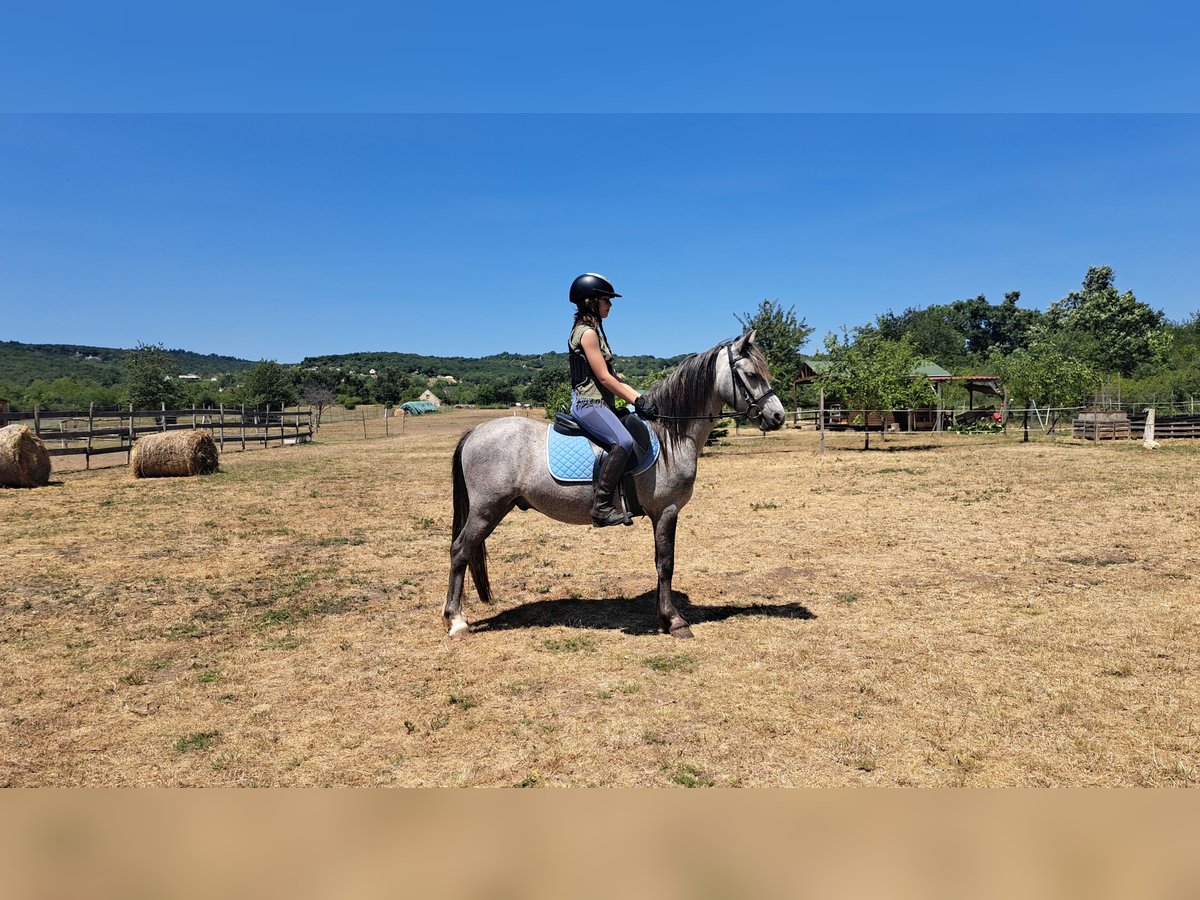 Welsh B Gelding 4 years 12,2 hh Gray in Balatonudvari