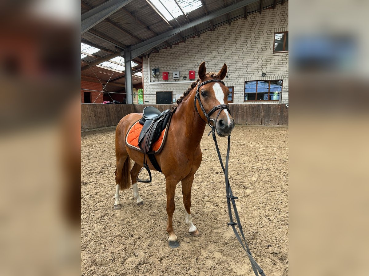 Welsh B Gelding 4 years 13 hh Chestnut-Red in Friesoythe