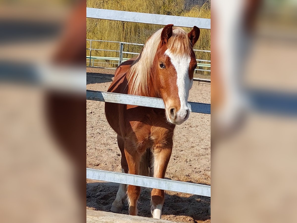 Welsh B Gelding 4 years 13,1 hh Chestnut-Red in Landolfshausen OT Mackenrode