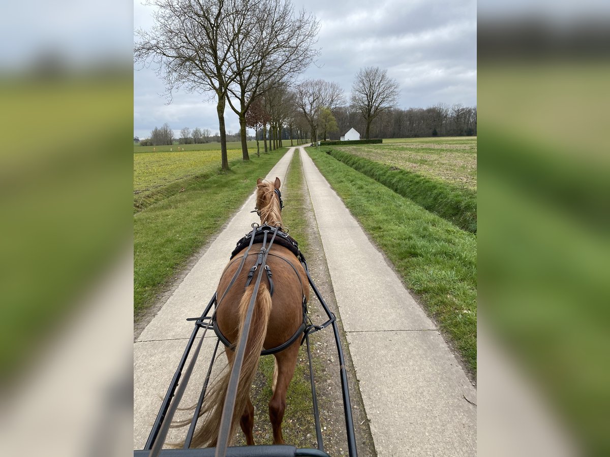 Welsh B Gelding 5 years 11,2 hh Chestnut-Red in Ravels