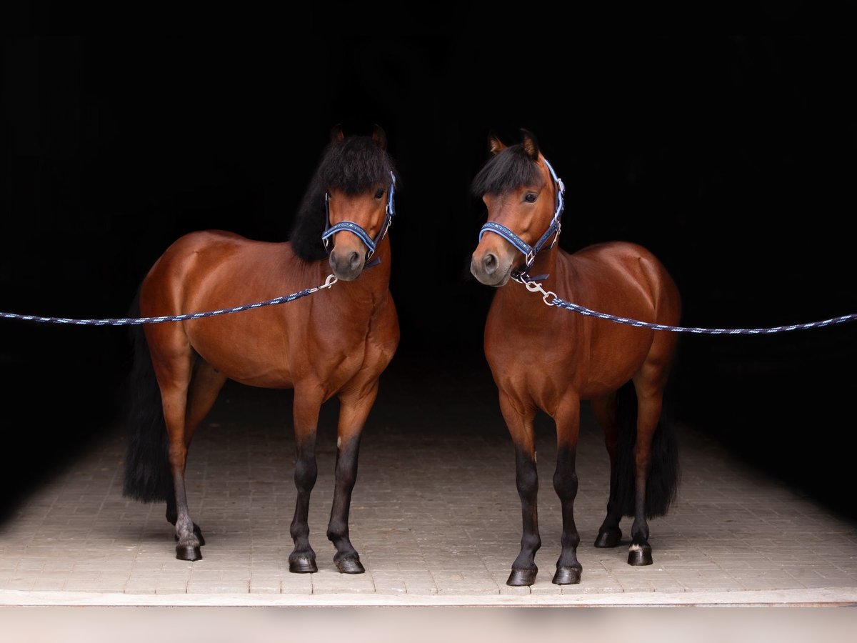 Welsh B Gelding 5 years 11,2 hh Bay in Kcynia