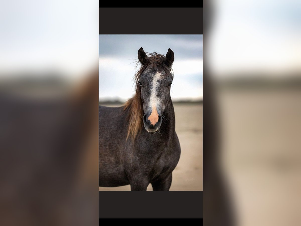 Welsh B Mix Gelding 5 years 12,1 hh in Emden