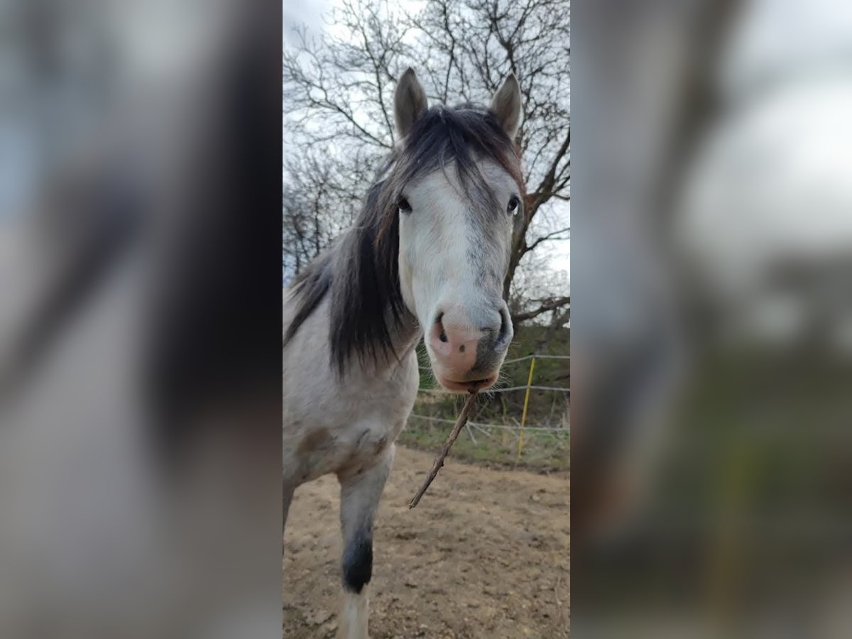 Welsh B Gelding 5 years 12,3 hh Dun in Gnadendorf