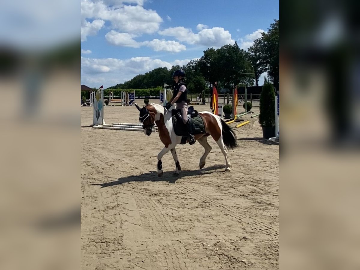 Welsh B Gelding 5 years 12 hh Tobiano-all-colors in Gees