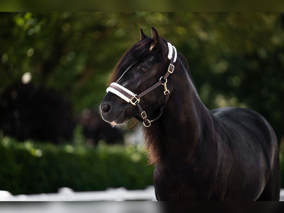 Welsh B Gelding 5 years 12,2 hh Black in Eschweiler