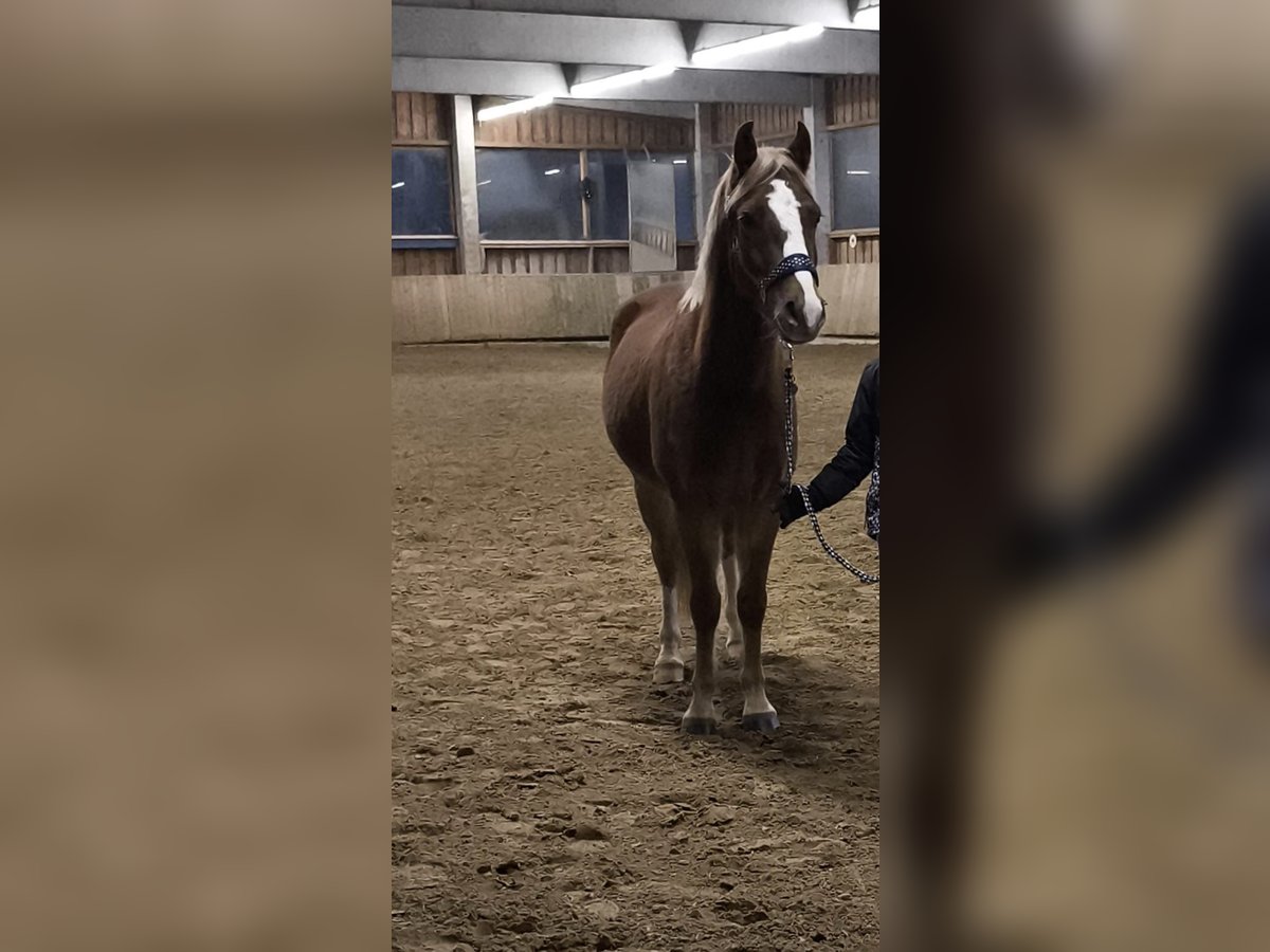 Welsh B Gelding 5 years 13,2 hh Chestnut-Red in Borgentreich