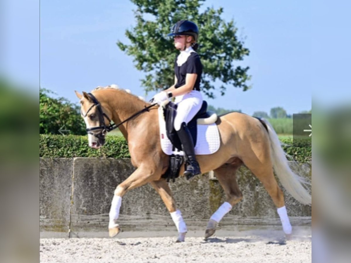 Welsh B Gelding 6 years 13,1 hh Palomino in Szabadsz&#xE1;ll&#xE1;s