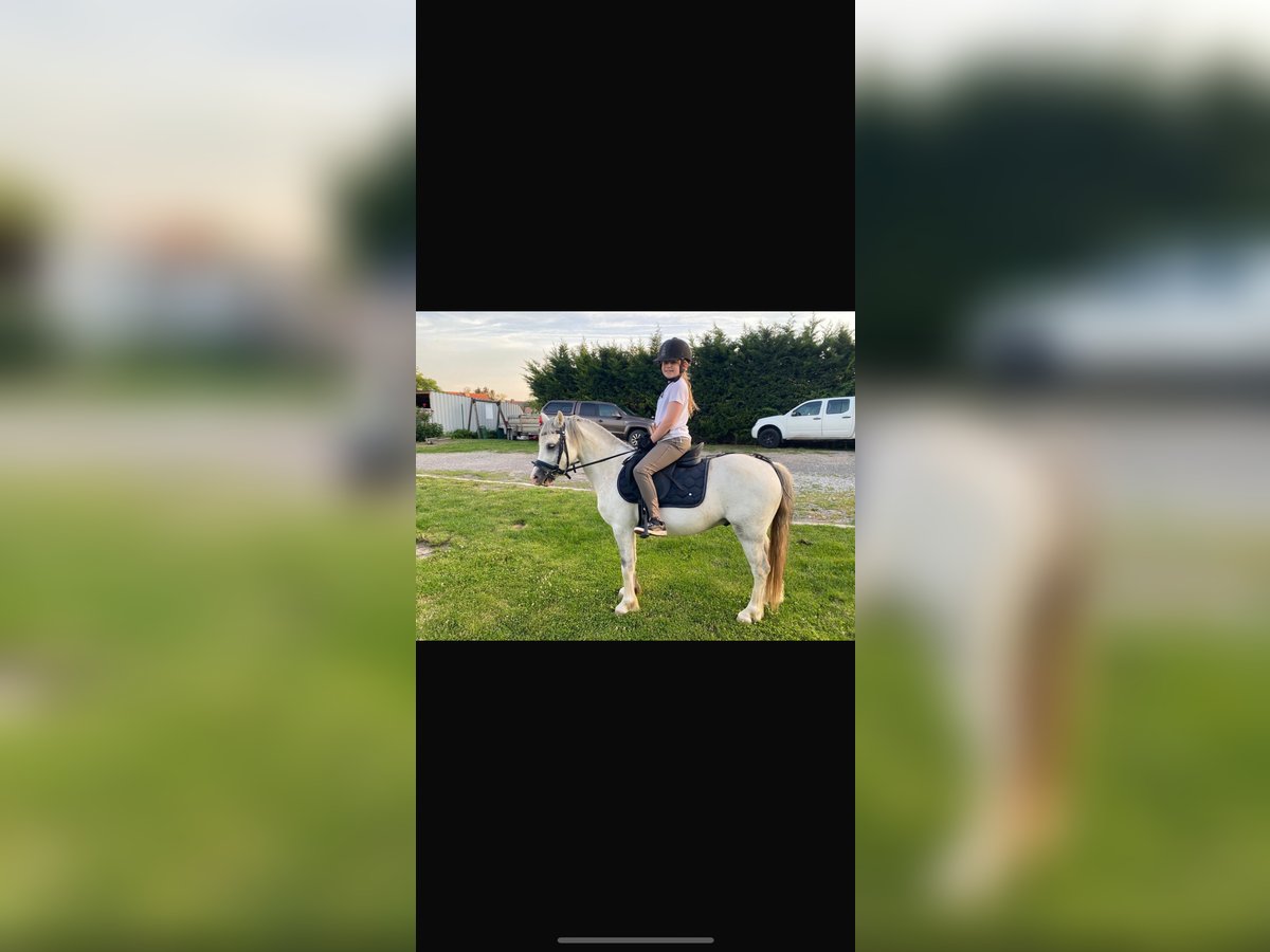 Welsh B Gelding 7 years 11,2 hh Gray in Antau / Otava