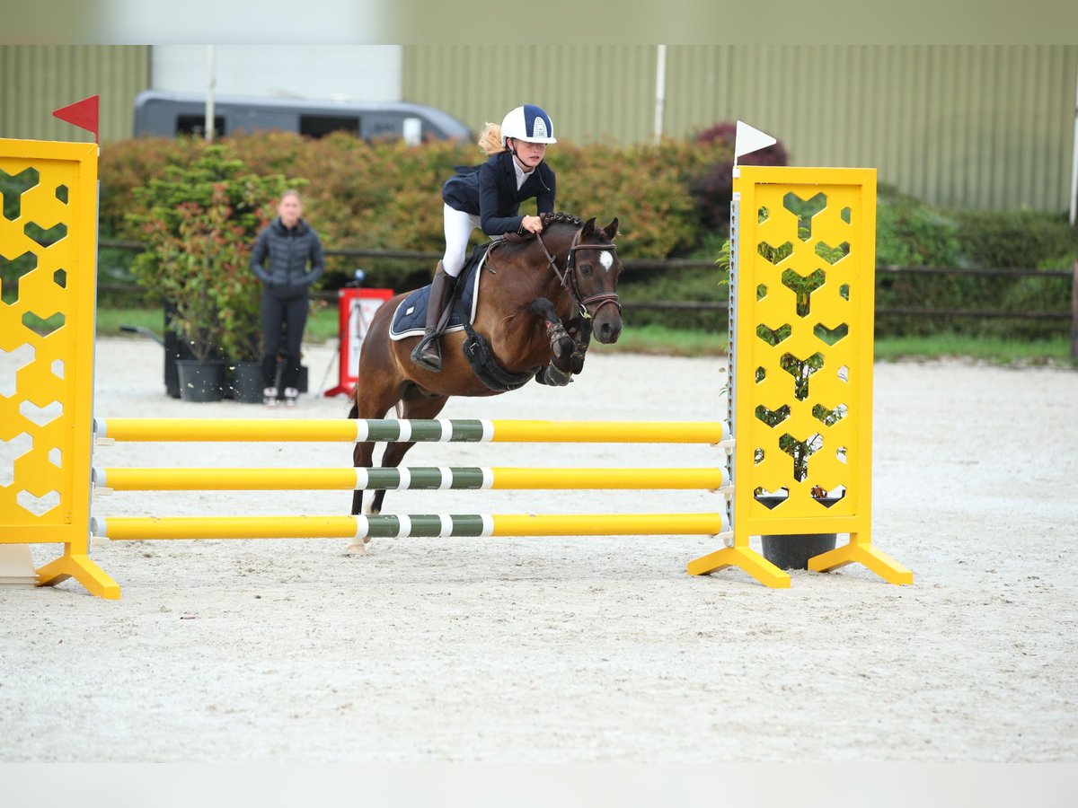 Welsh B Mix Gelding 7 years 12,1 hh Smoky-Black in Bunschoten-Spakenburg