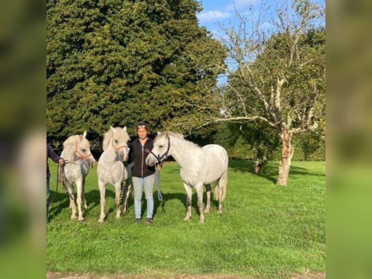 Welsh B Gelding 7 years 12,1 hh White in continvoir