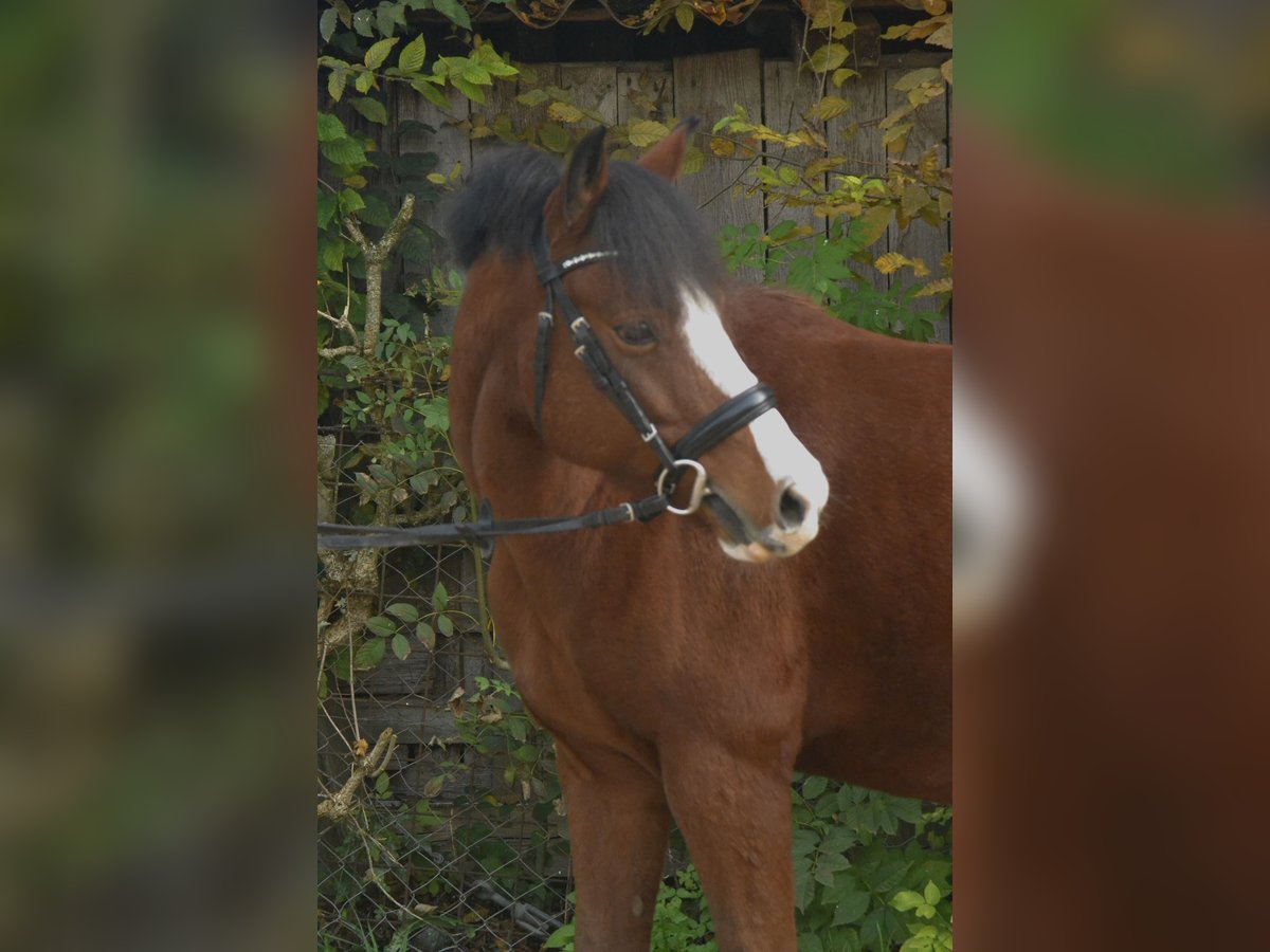 Welsh B Gelding 7 years 13,2 hh Brown in Würzburg