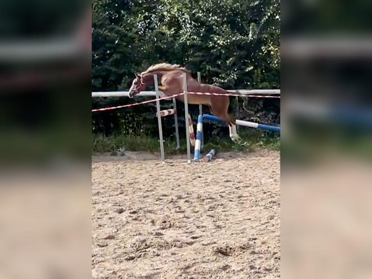 Welsh B Gelding 8 years 12,2 hh Chestnut in Turnov