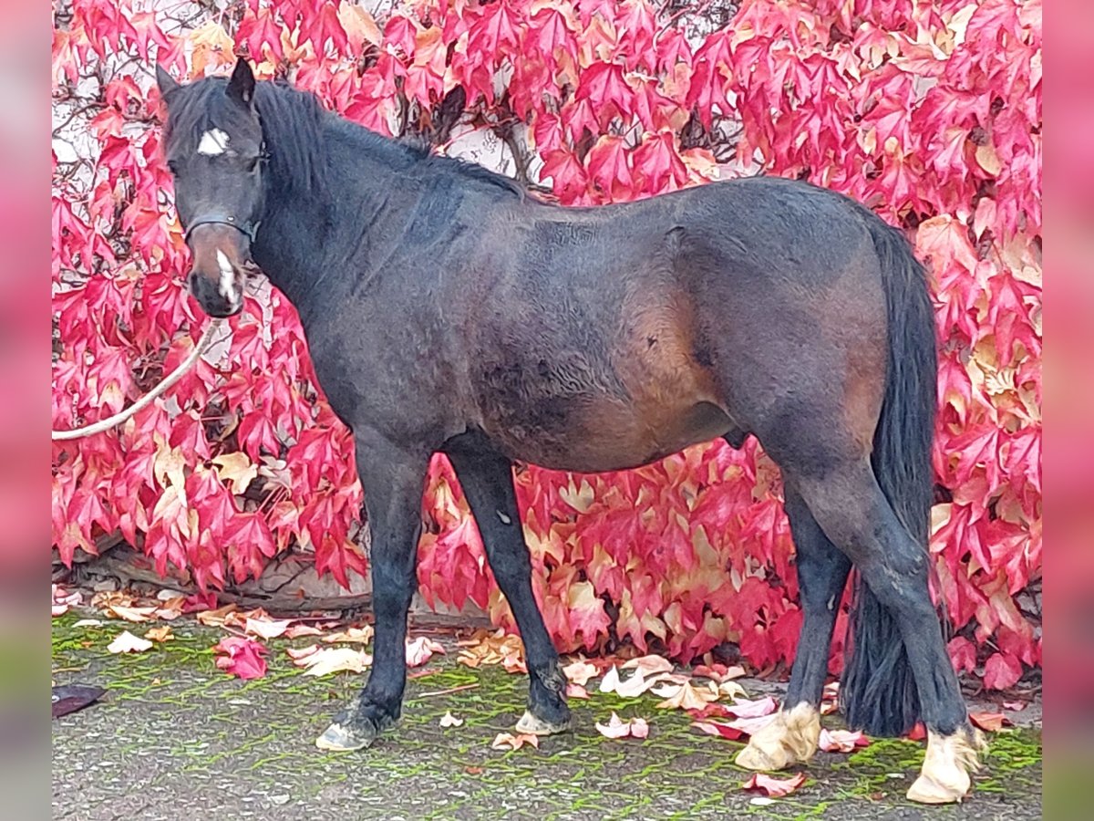 Welsh B Gelding 8 years 12,3 hh Bay-Dark in Landolfshausen