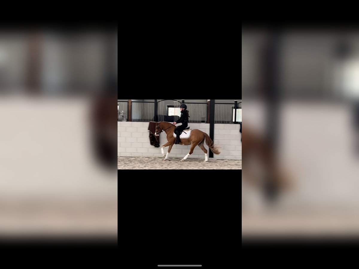 Welsh B Gelding 9 years 12,1 hh Chestnut-Red in Sint-Oedenrode