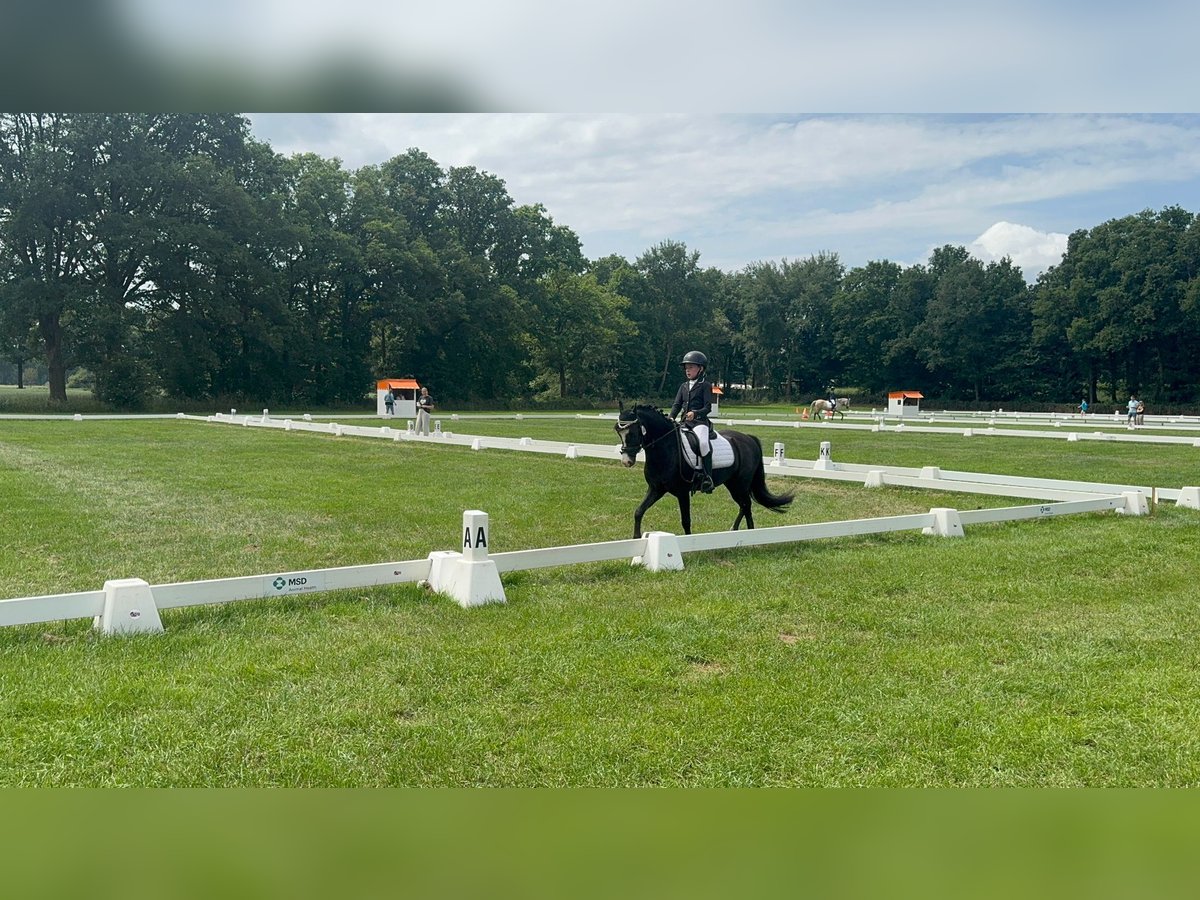 Welsh B Gelding 9 years 12,1 hh Bay-Dark in Elst