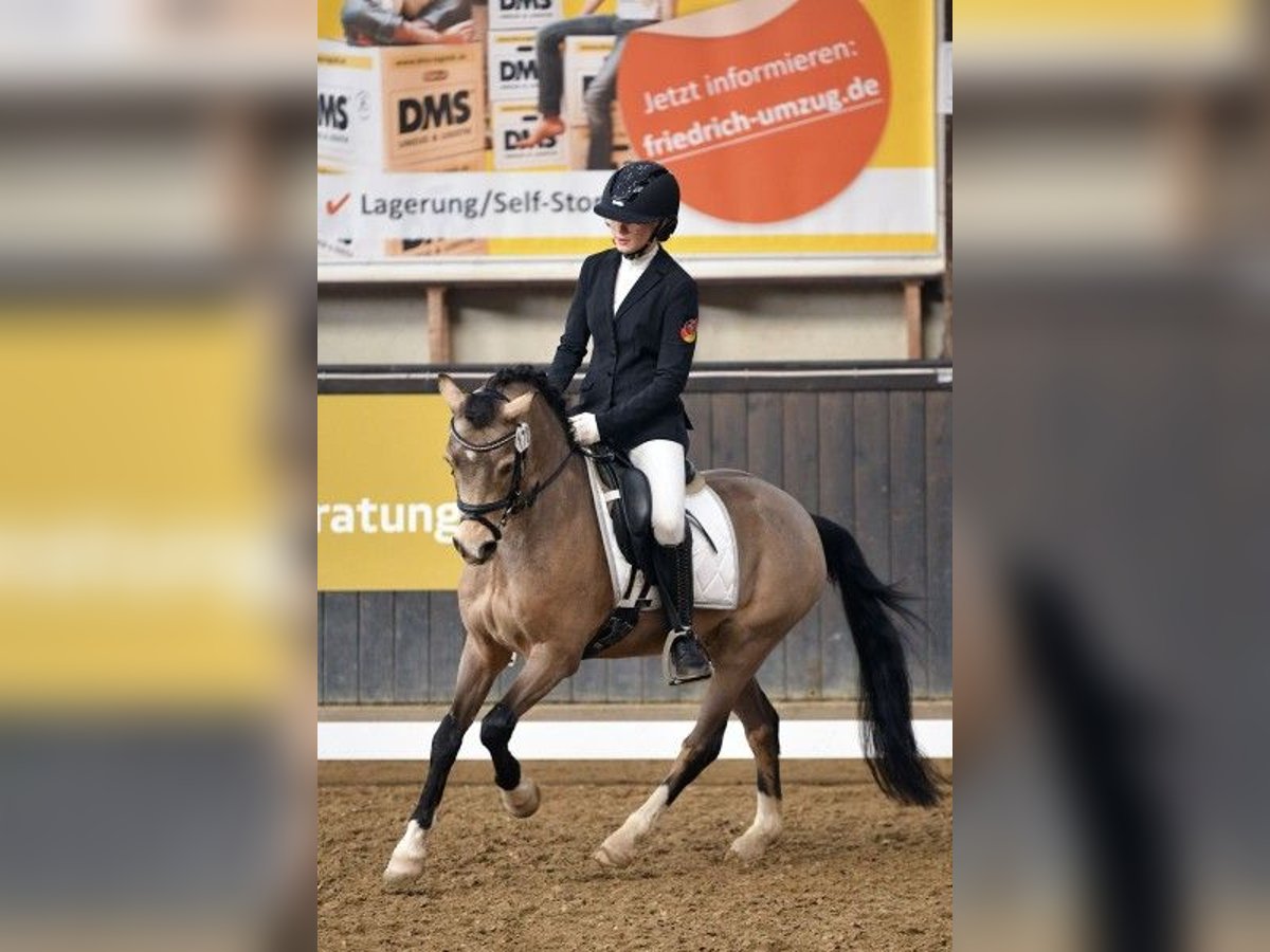 Welsh B Gelding 9 years 13,1 hh Dun in Trier