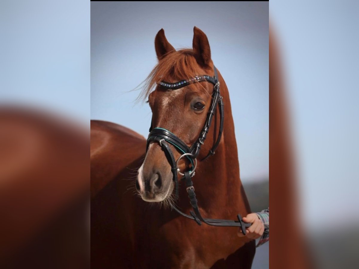 Welsh B Gelding 9 years 13 hh Chestnut-Red in Gilching